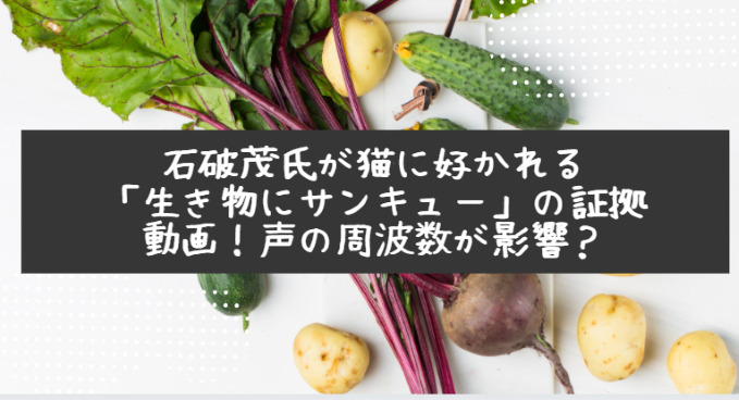 次期総理 石破茂さんが猫に好かれるのはなぜ 理由は声の周波数 生き物にサンキュー での証拠動画も Life With Topics